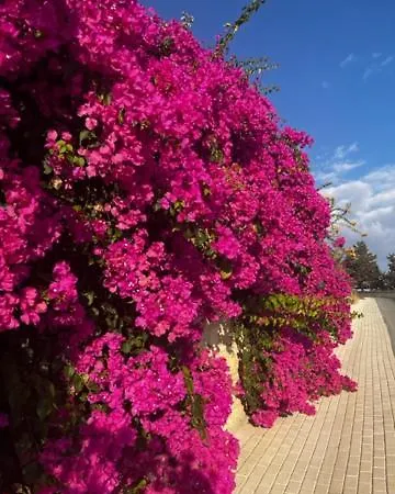 Daire 2 Palaepaphos Gardens Sakarya